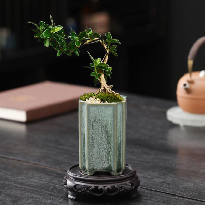 Porcelain Square Celadon Glaze - огляд і ціна Bonsai Garden Art