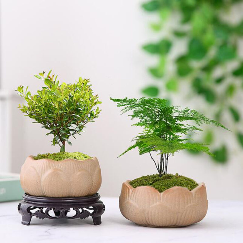 Coarse Pottery Lotus Green Pla - огляд і ціна Bonsai Garden Art