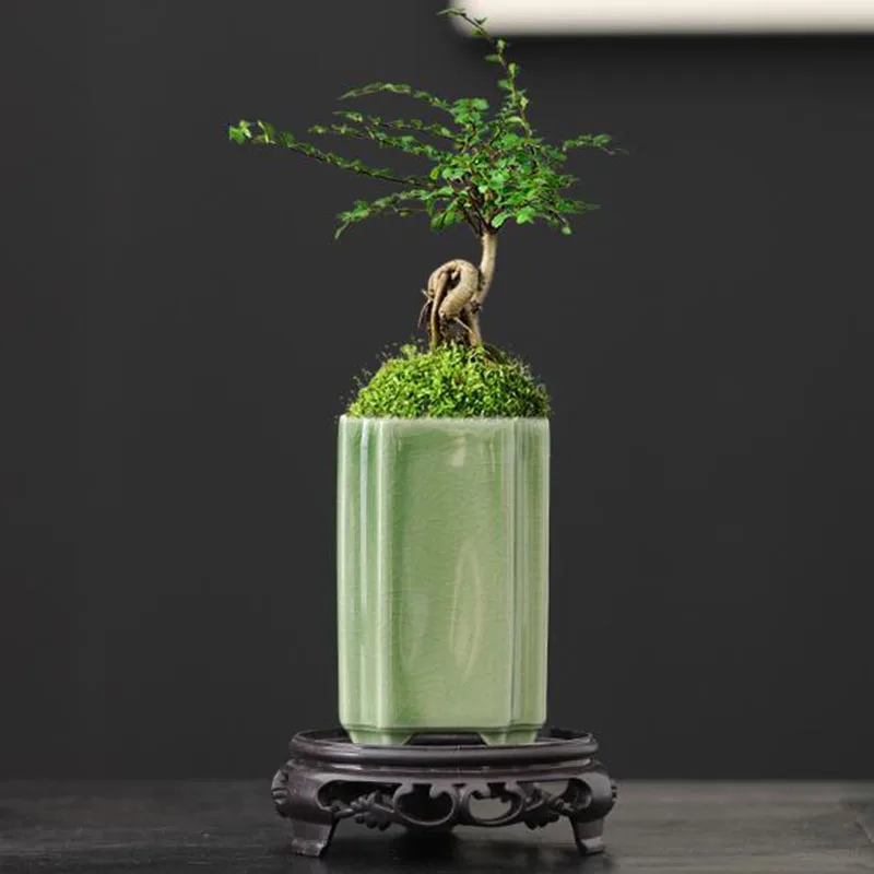 Porcelain Square Celadon Glaze - огляд і ціна Bonsai Garden Art